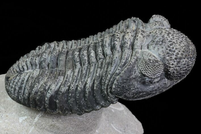 Drotops Trilobite With White Patina - Killer Specimen #69755